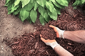 Gloved hands holding wood chips over a mulch bed.