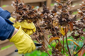 Gloved hands using garden shears to trim the branch of a shrub.