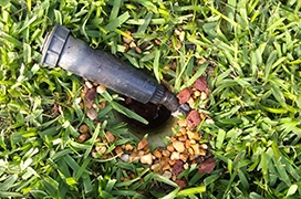 A broken sprinkler head lying in the grass.