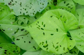 Big green leaves with small bite holes in them.