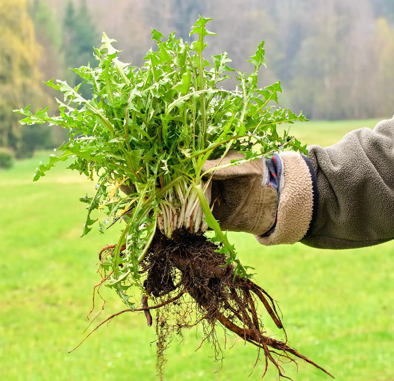 A gloved hand holding a bunch of weeds with long roots.