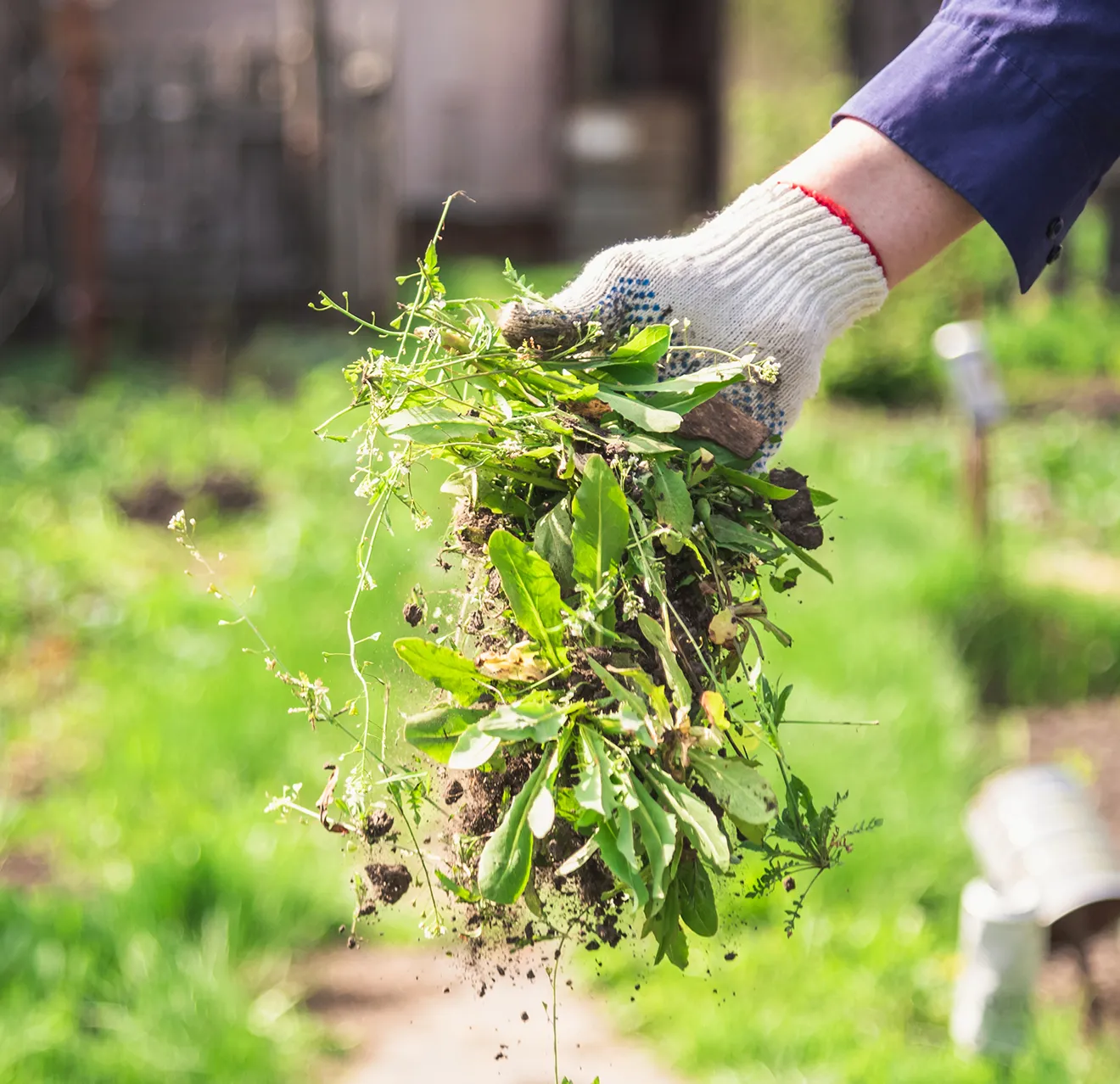 A gloved hand holding a clump of weeds in a garden setting.