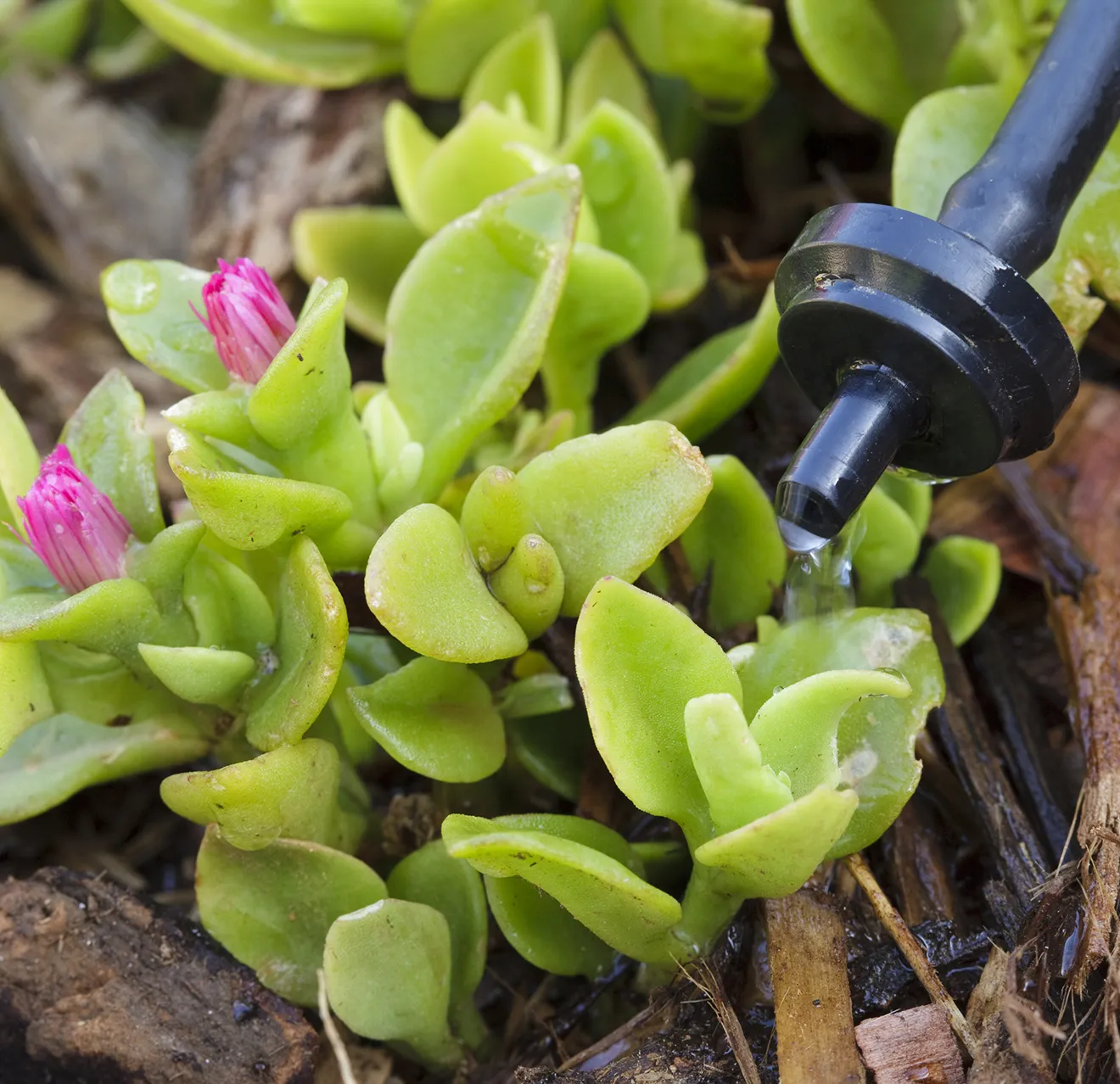 Water dripping from the spout of a drip irrigation system onto a flowering plant.