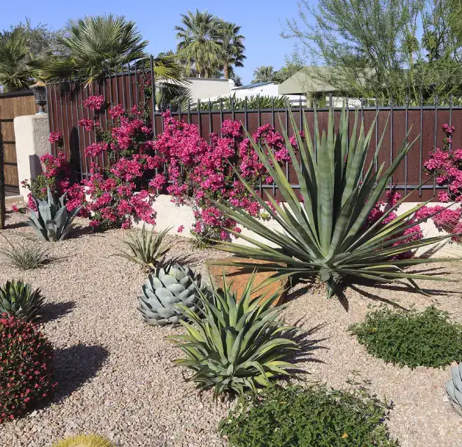 Large cacti and other arid plants and flowers in a rock bed garden.