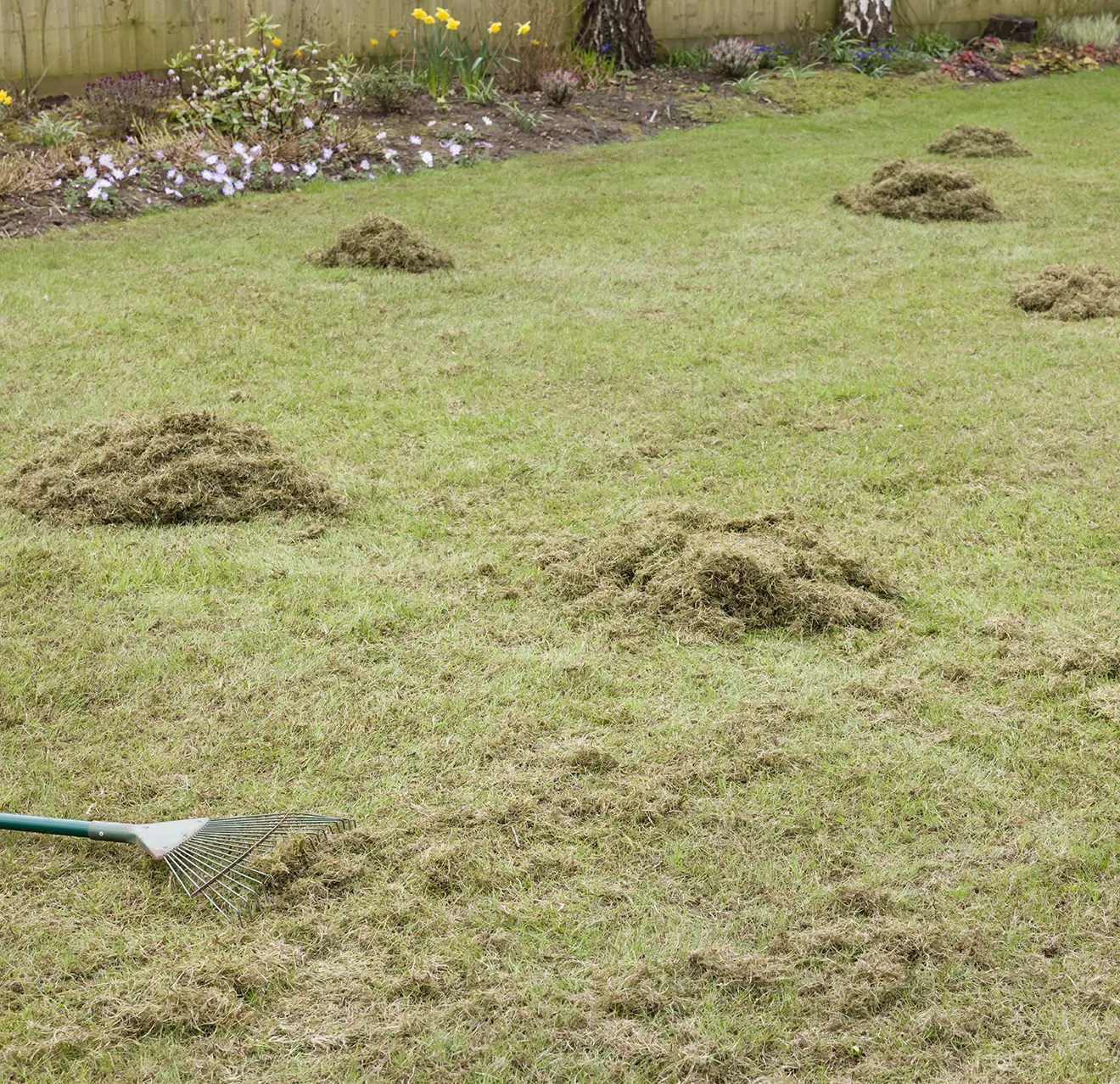 Neatly raked piles of grass thatch on a lawn, with a rake lying nearby.