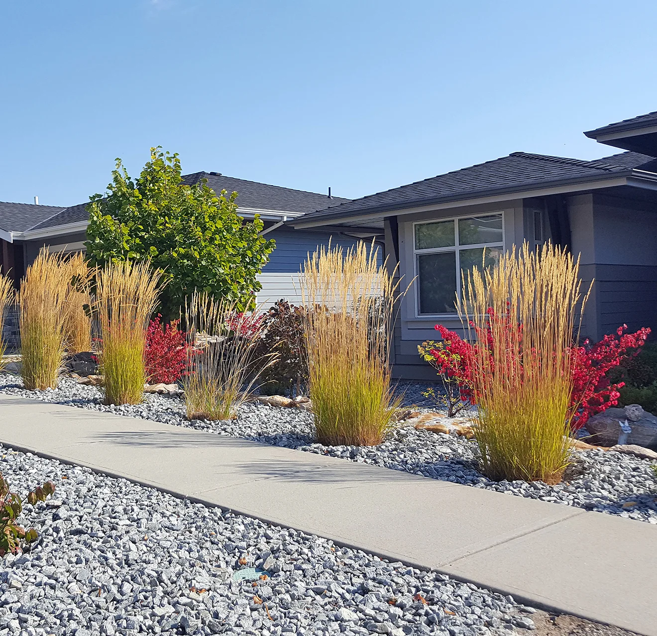 Two homes with front yard xeriscaping, including tall grasses and plants installed in a rock bed.