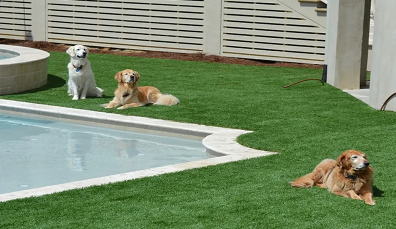 A fenced-in backyard with artificial turf, an inground pool, and three dogs enjoying the sun.