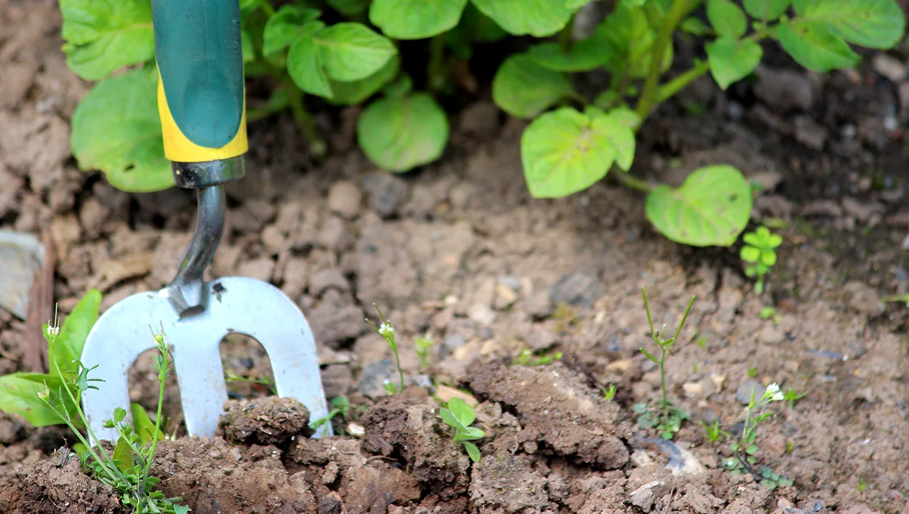 Small garden fork in the soil.