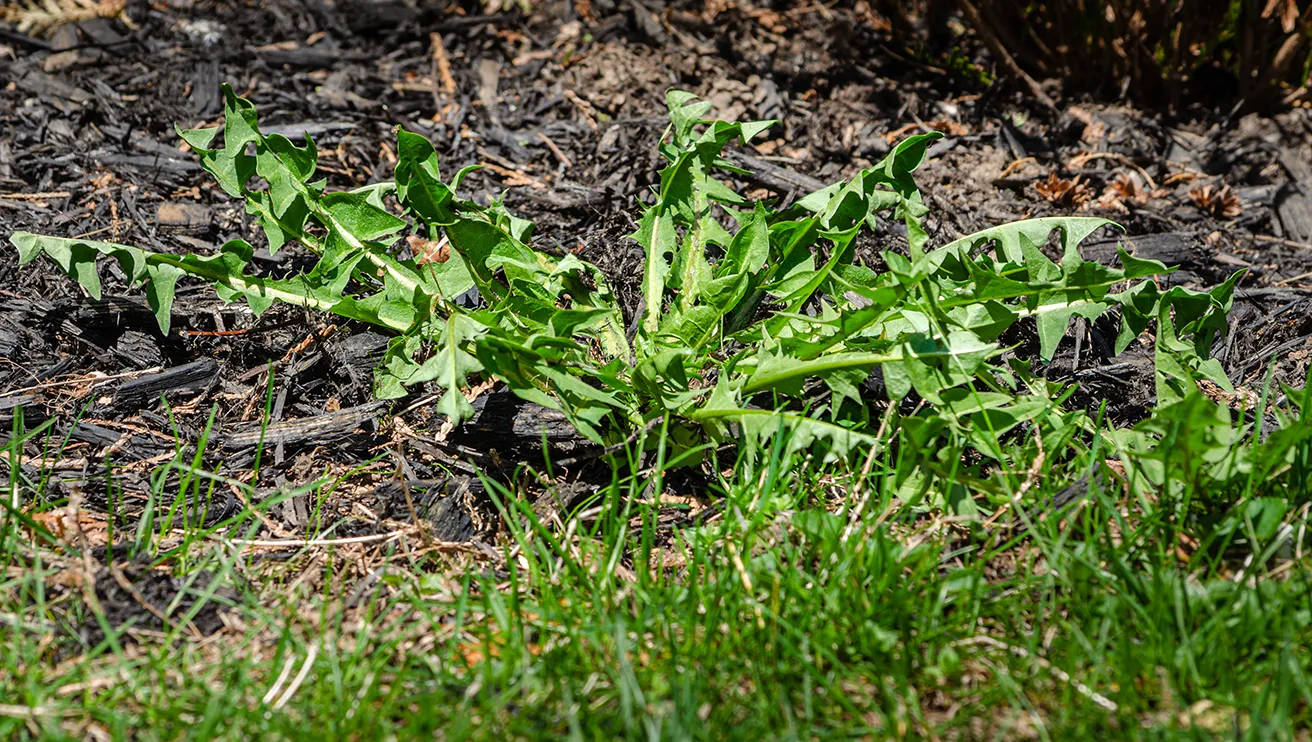 A large weed sprouting from a mulch bed.