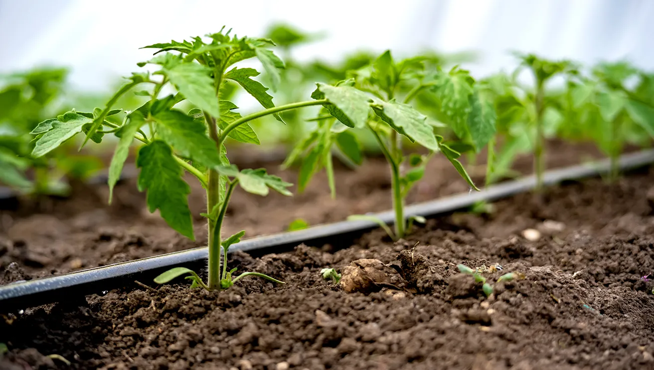 Green seedlings sprouting from the soil where the black tubing of an irrigation system is laid.