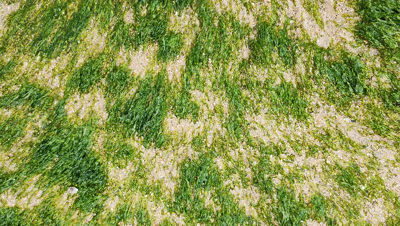 Green grass field with plants and weeds.