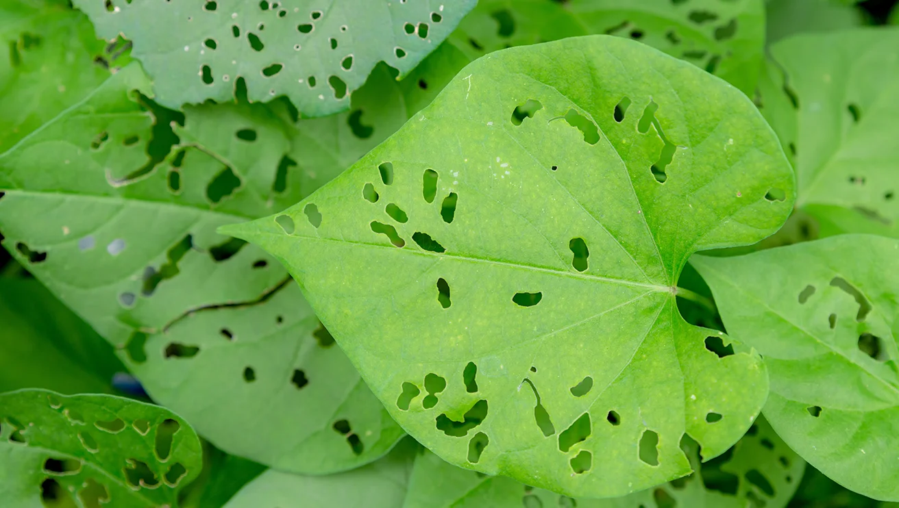 Green leaves with bug holes.