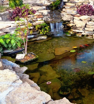 A decorative koi pond with natural stones and plants.