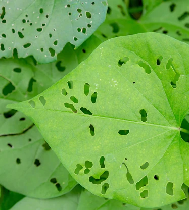 Big green leaves with small bite holes in them.