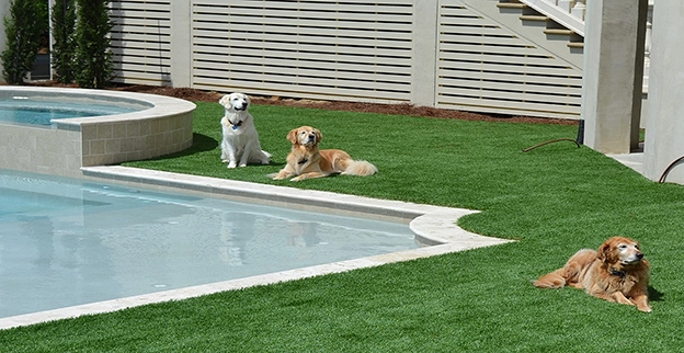 A fenced-in backyard with artificial turf, an inground pool, and three dogs enjoying the sun.