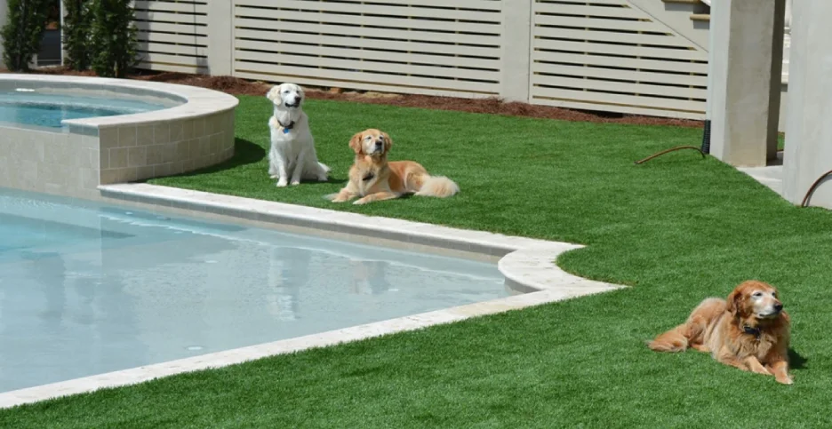 A fenced-in backyard with artificial turf, an inground pool, and three dogs enjoying the sun.