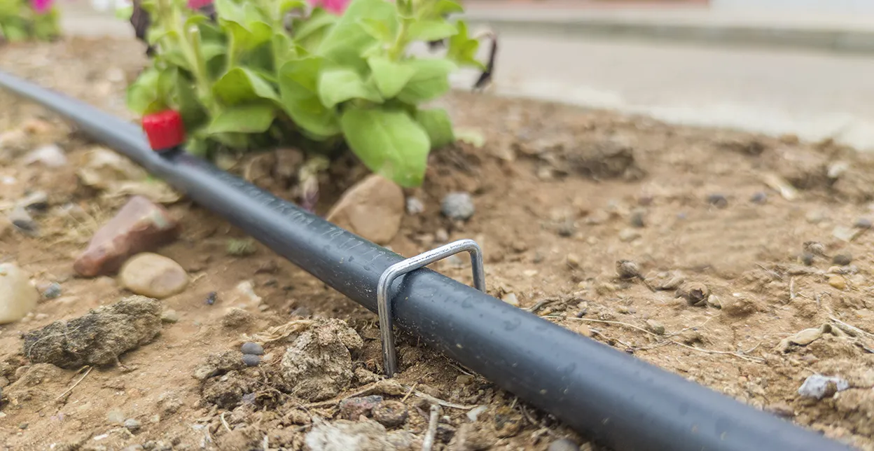 Black tubing for a drip irrigation system laid in soil next to flowering plants.