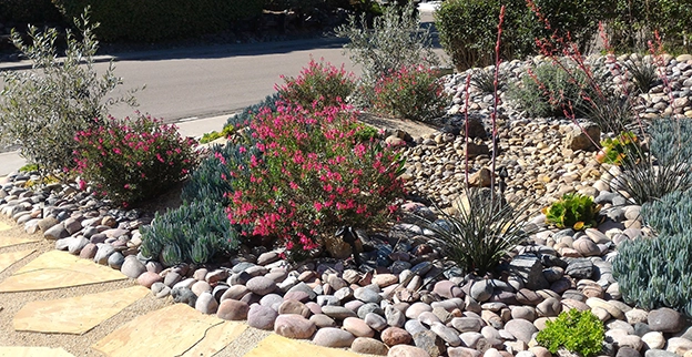 Xeriscaping at the edge of a commercial property using rocks, cacti, and arid and flowering plants.