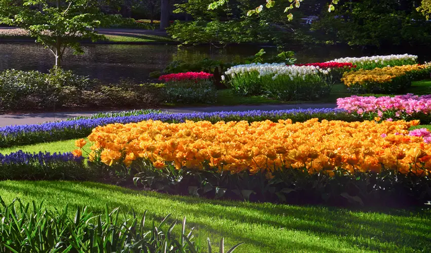 Flower beds in a grassy lawn