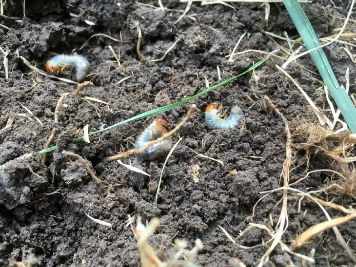 Lawn grubs in soil