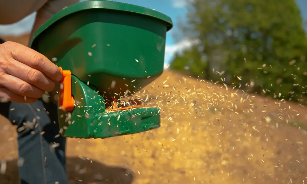 Landscaper seeding lawn