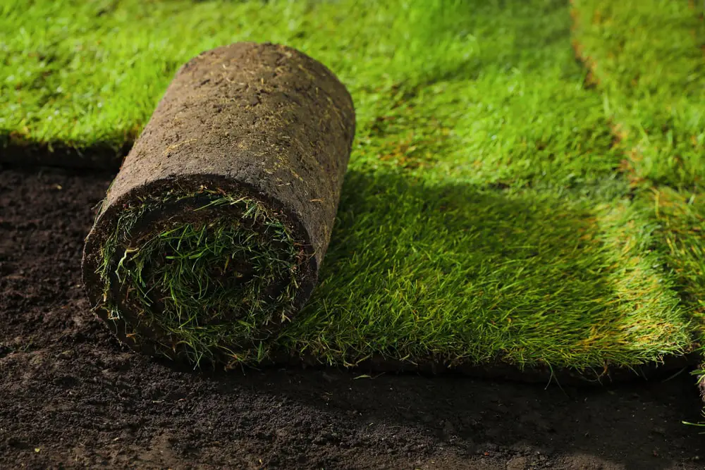 Roll of sod