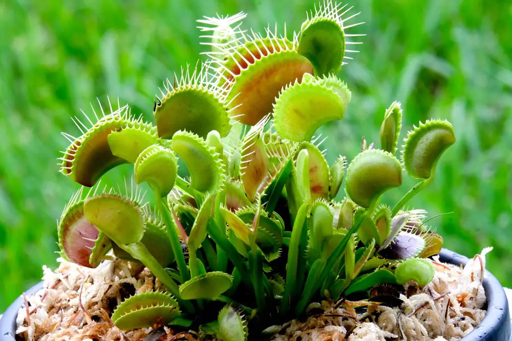 Venus Flytrap in a pot