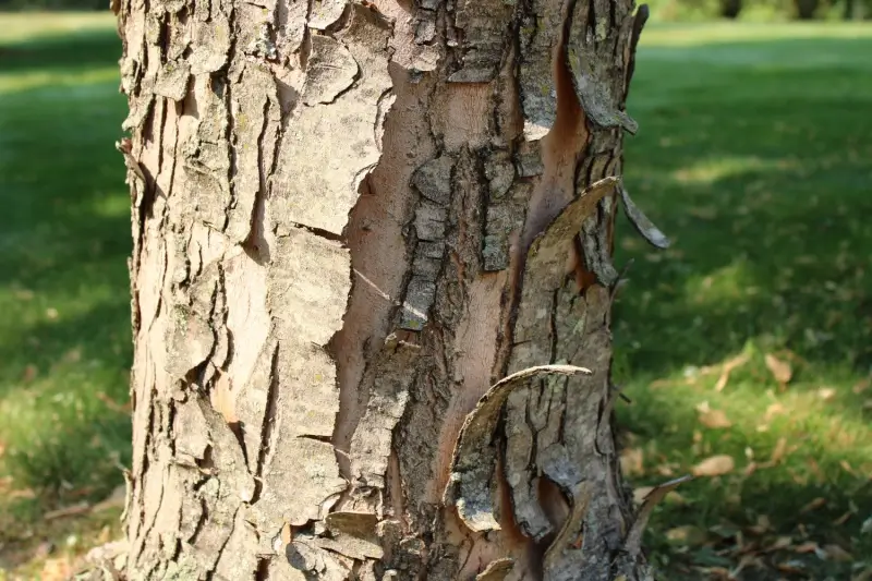 Bark naturally shedding off of a maple tree trunk.