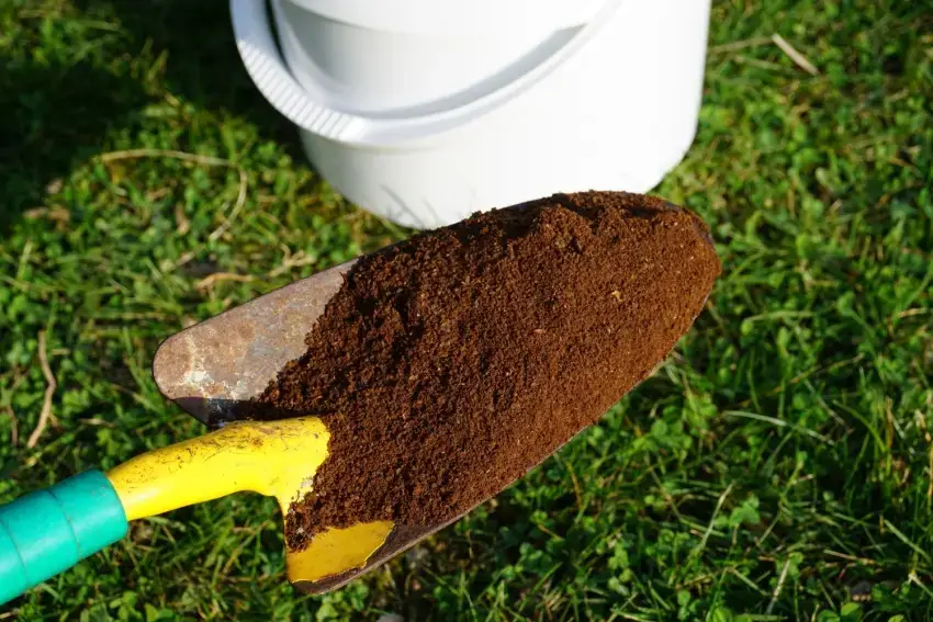 Coffee grounds on a garden shovel.