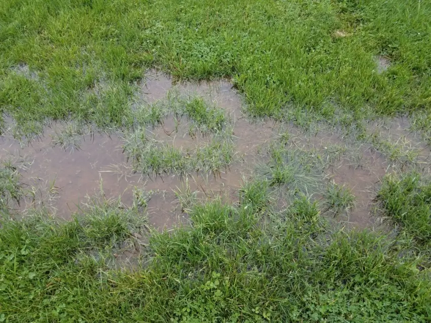 Puddle on lawn with compacted soil.