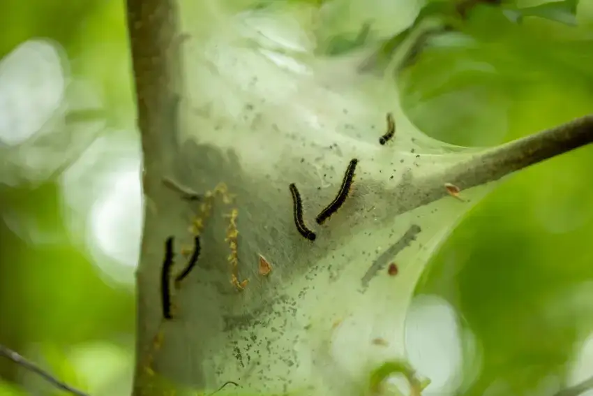 Eastern tent caterpillar infestation on a tree.