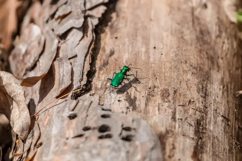 Emerald ash borer on the trunk of a tree.