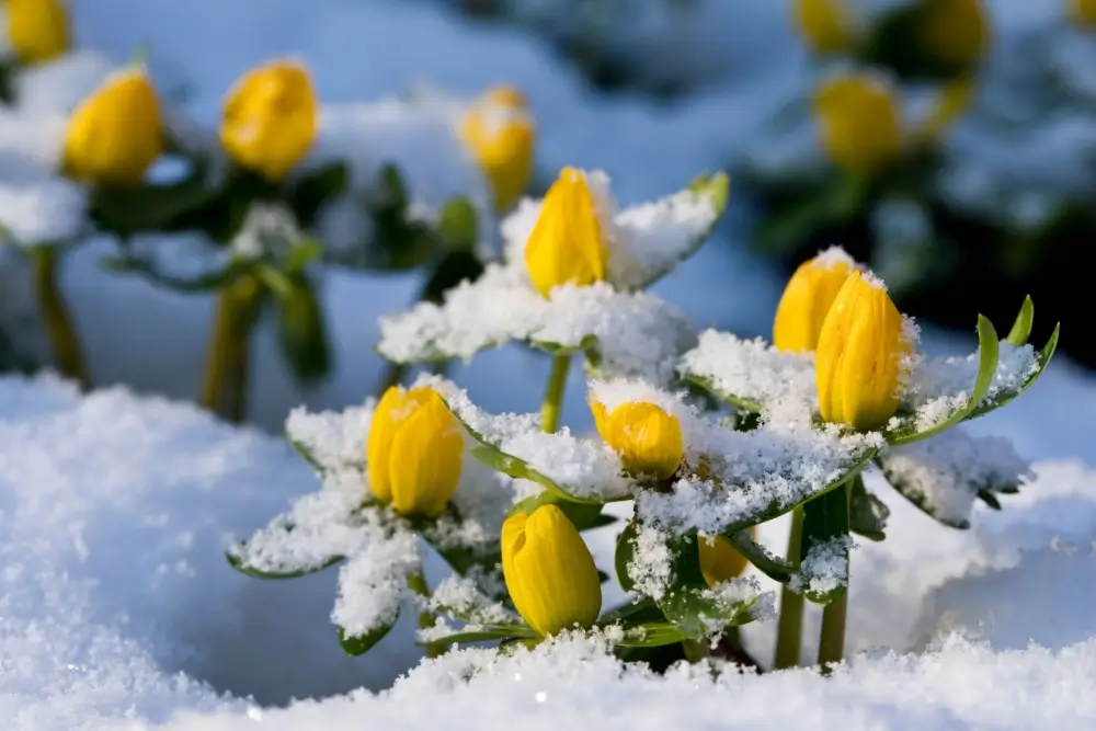 Winter aconite flowers in the snow.