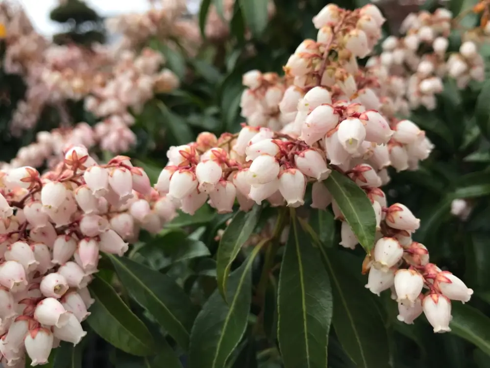 Lily of the Valley Shrub with pink flowers.