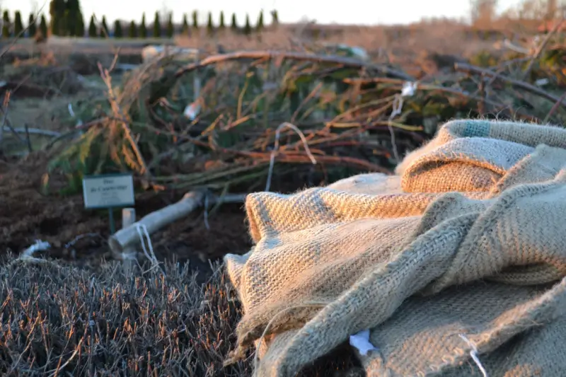 Supplies to wrap shrubs for winter.