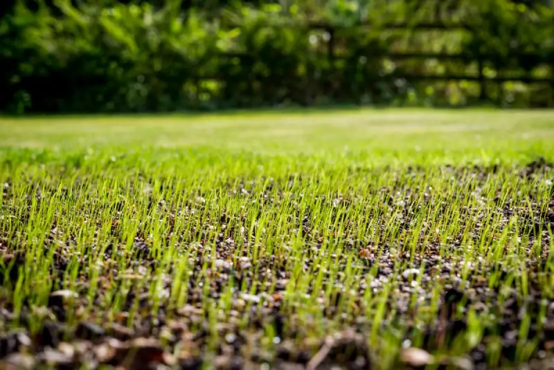 Grass seed growing