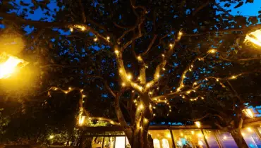 White holiday lights lit at night and hung in a tree outside a home.