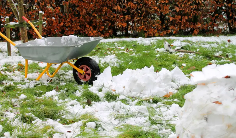 Wheelbarrow on yard in the snow.