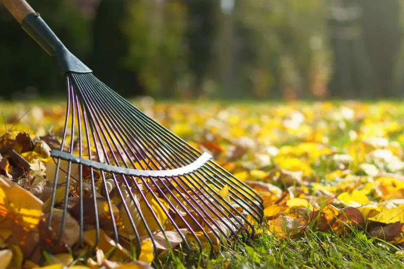 Rake in leaves on grass.