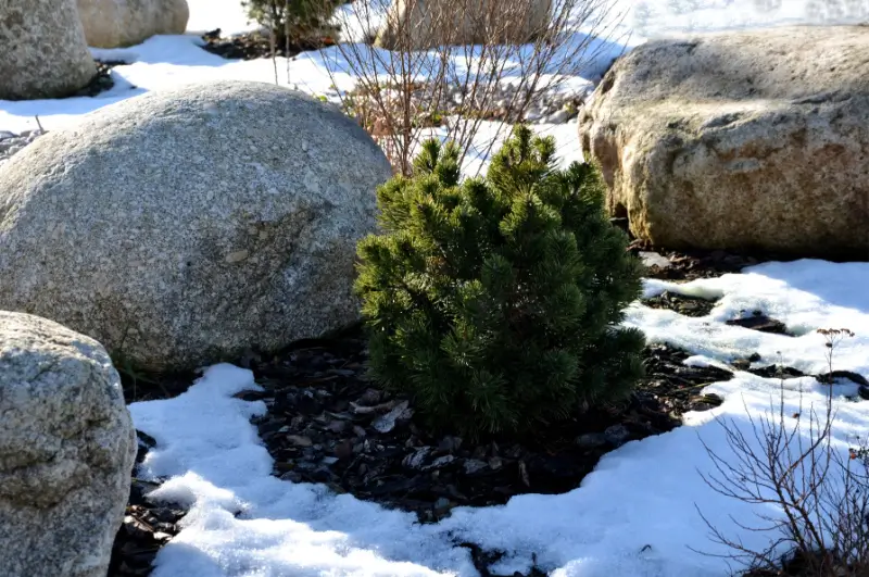 Plant bed under a blanket of snow.