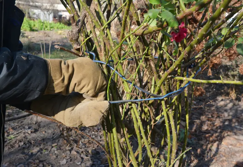 Landscaper wrapping branches with twine.