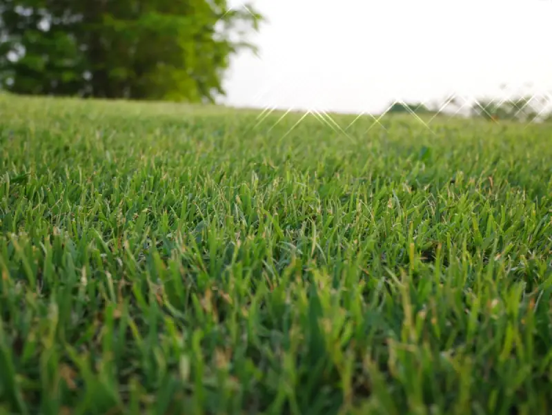 Bermuda grass lawn.