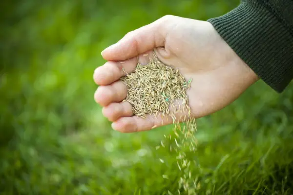 Hand pouring seeds onto lawn.