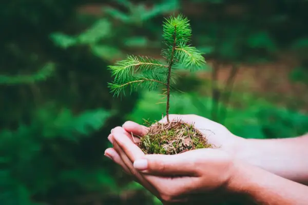 Hands holding a pine tree sprout.