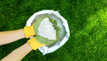 Overhead view of person wearing green rubber gloves and holding a handful of white pellet lawn fertilizer.