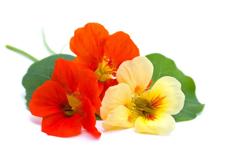 Nasturtium flowers