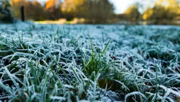 Snow covered grass in winter.