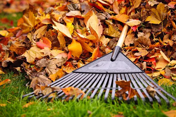 Rake and leaf pile.