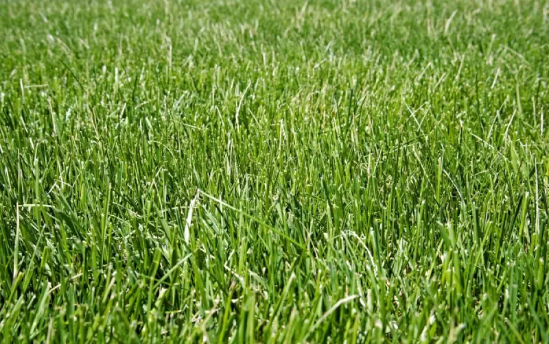 Red Fescue Lawn