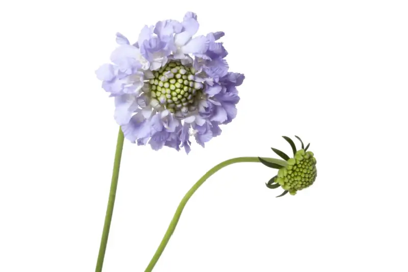 Scabiosa flowers